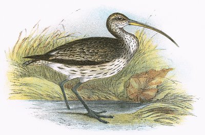 Common Curlew by English School